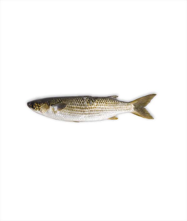 BOSEGA EVISCERATA E SQUAMATA