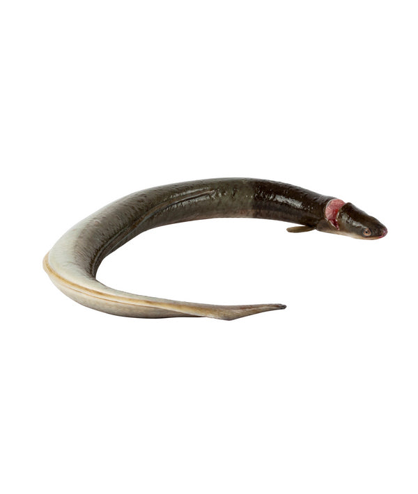 ANGUILLA EVISCERATA