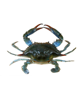 GRANCHIO NUOTATORE MEDITERRANEO