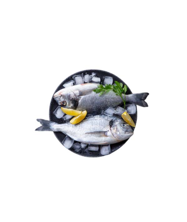ORATA EVISCERATA g 1500/2000
