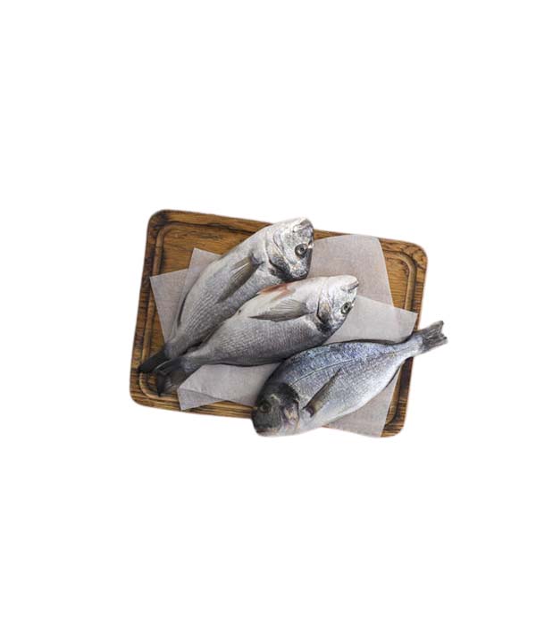 ORATA EVISCERATA E SQUAMATA g 1500/2000