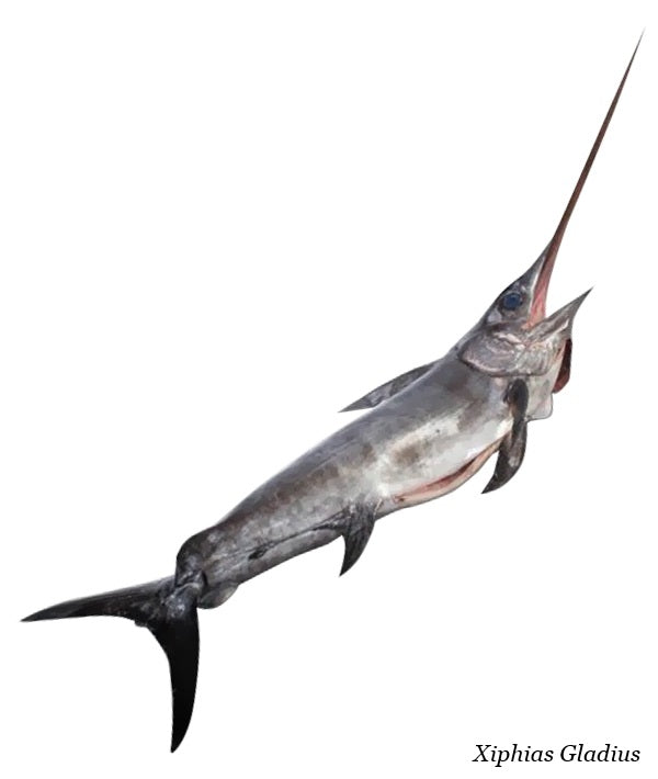 PESCE SPADA INTERO EVISCERATO