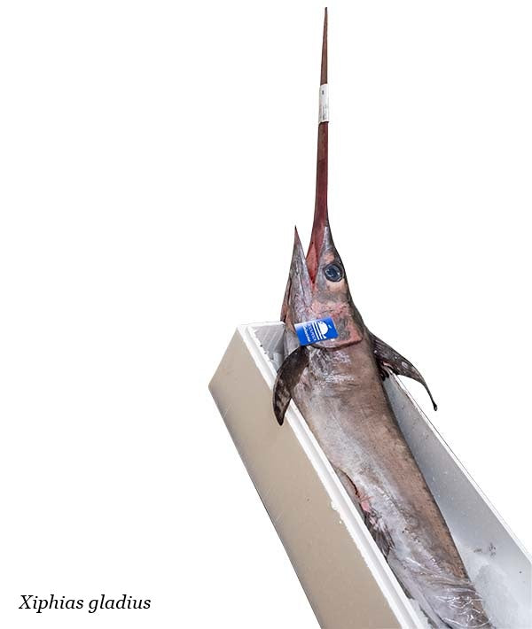 PESCE SPADA INTERO EVISCERATO