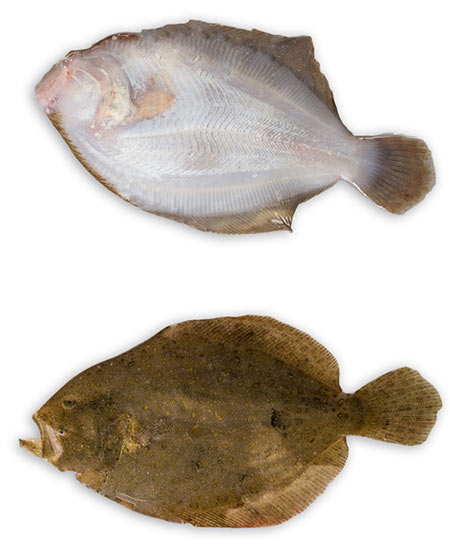 SOASO ATLANTICO S g 200/500