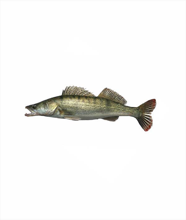LUCIOPERCA PESCATO KG 1