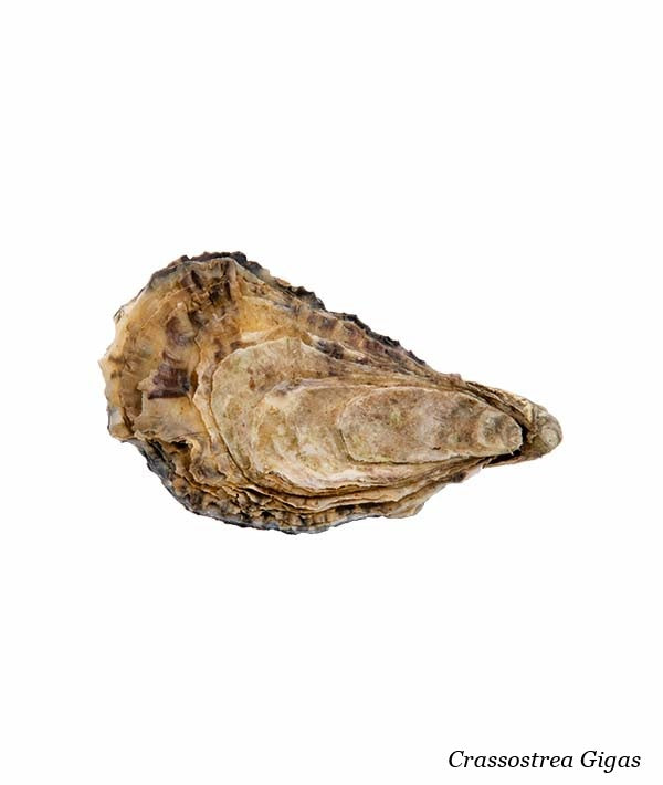 OSTRICA CONCAVA GILLARDEAU N.3 PZ 24 kg 2,25