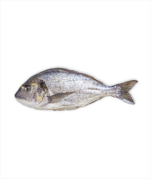 ORATA PESCATA FRESCA PICCOLA, EVISCERATA E SQUAMATA