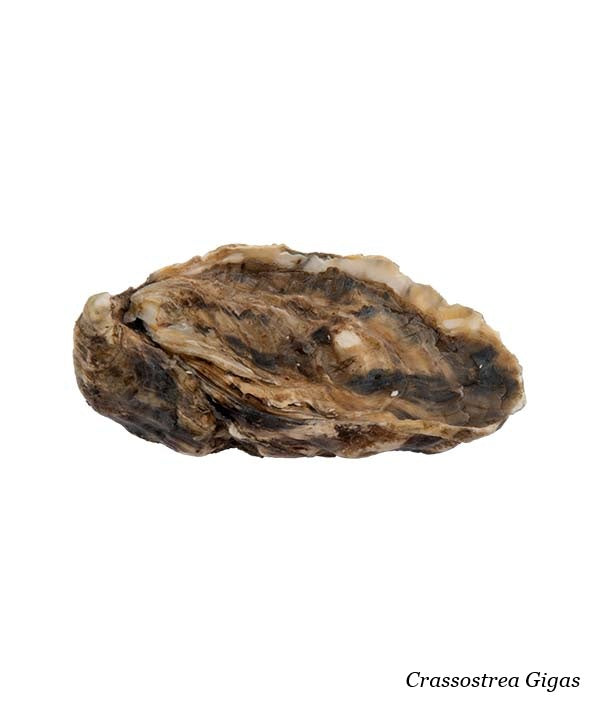 OSTRICA CONCAVA COCOLLOS N.3 PZ 24 kg 2,25