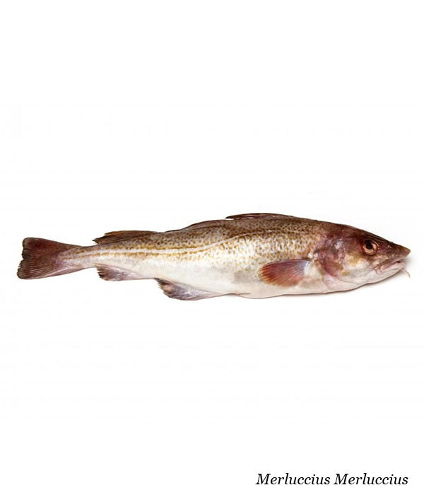 MERLUZZO NOSTRANO 800/1500