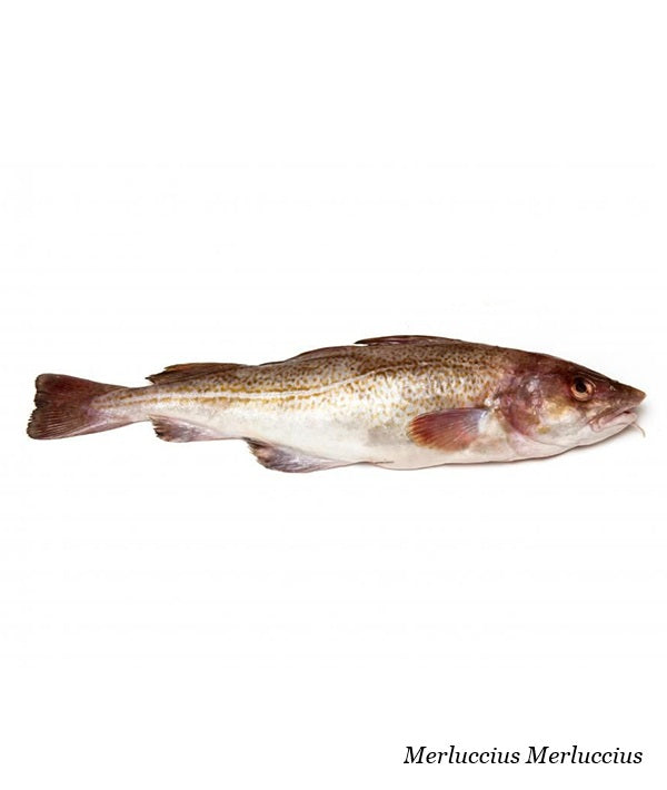 MERLUZZO NOSTRANO G 1500/+