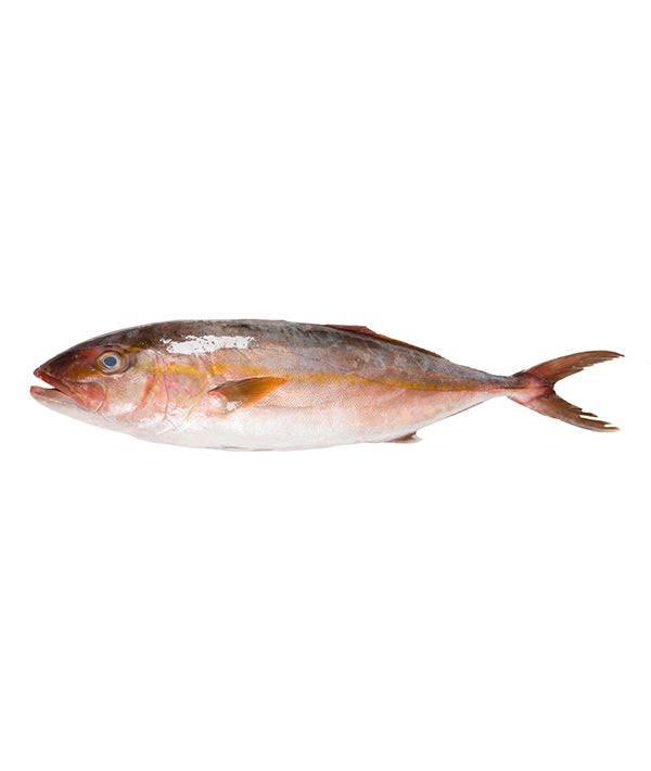 RICCIOLA MEDITERRANEA PESCATA EVISCERATA g 10000/+