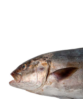 RICCIOLA MEDITERRANEA 10000/+ PESCATA