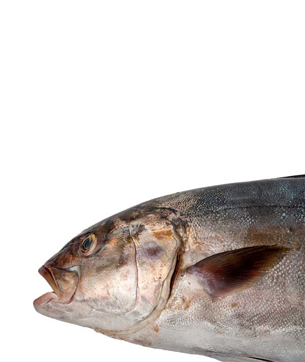 RICCIOLA MEDITERRANEA 10000/+ PESCATA