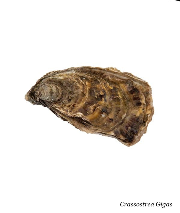 OSTRICA CONCAVA KYS MARINE N.2 PZ 9 kg 1