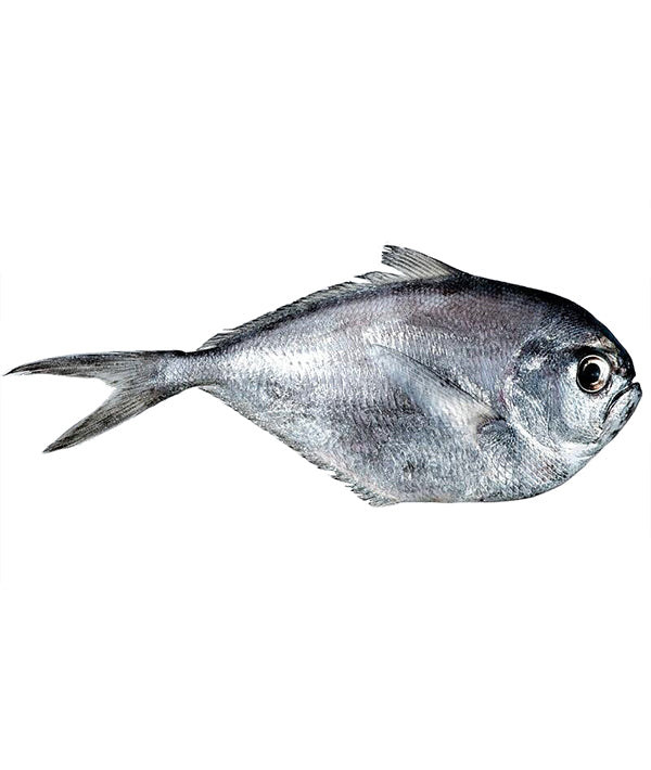 PESCE CASTAGNA