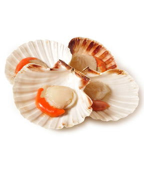 CAPPASANTA ATLANTICA CON 1/2 GUSCIO 10/12 PEZZI AL CHILO INDIVIDUALMENTE CONGELATE kg 5