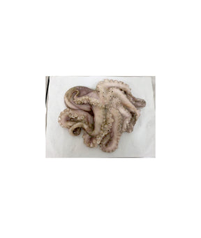 POLPO MEDITERR DF GR 1000/2000 IQF KG 1,5