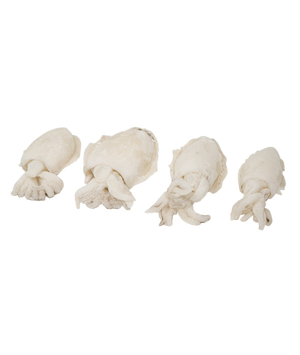 SEPPIA PULITA ADRIATICO GR 150 FAO 37 SV PZ 10 DYP KG 1,5