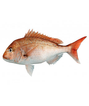 PAGRO ROSA RED SNAPPER NUOVA ZELANDA INTERO PEZZI 4 KG 13