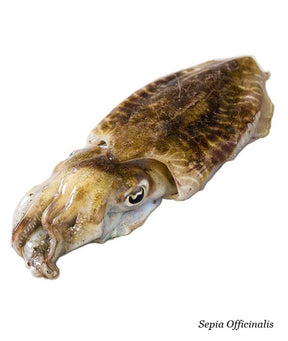 SEPPIA SPORCA ATLANTICA 100/300 DAL FRESCO KG 5